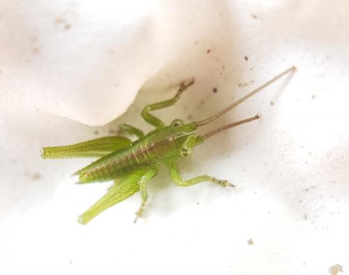 Tettigonia viridissima